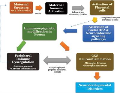 Astrocytes and Microglia in Stress-Induced Neuroinflammation: The African Perspective